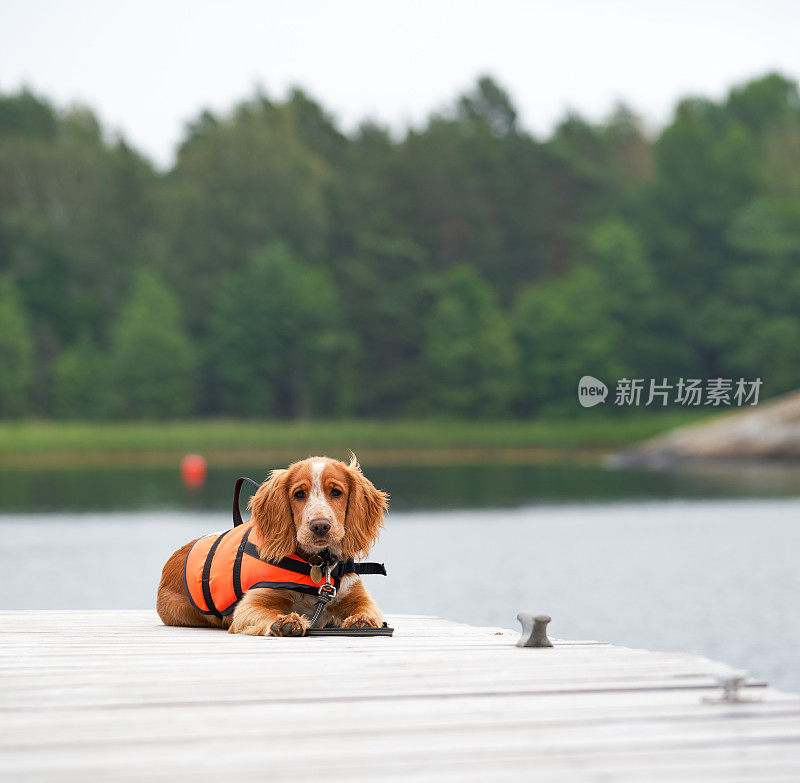 挪威n ø ttery Vestfold码头上工作的可卡犬